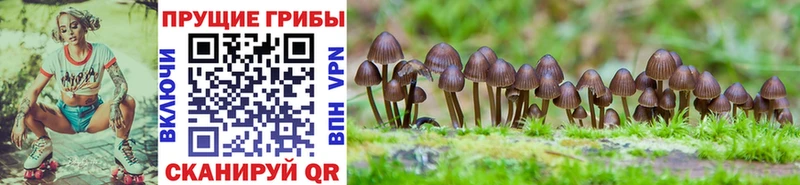 закладка  Прокопьевск  Галлюциногенные грибы Cubensis 